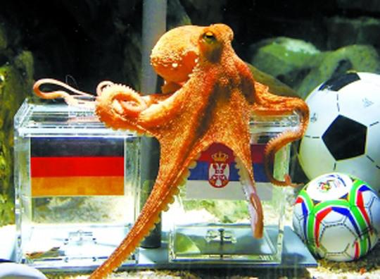 南非世界杯章鱼叫什么？南非世界杯期间,成功预测战况而出名的章鱼叫什么名字