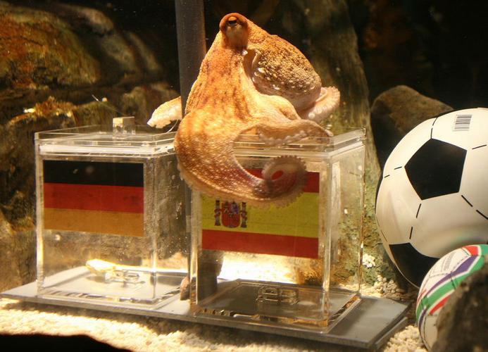 章鱼哥预测世界杯新闻 德国章鱼保罗为什么能预测世界杯 章鱼哥预测世界杯新闻 德国章鱼保罗为什么能预测世界杯