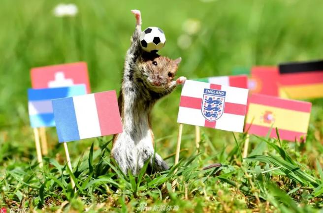 动物预测世界杯 预测世界杯比赛结果而闻名的动物 动物预测世界杯 预测世界杯比赛结果而闻名的动物