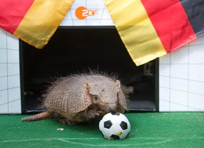 动物预测世界杯 预测世界杯比赛结果而闻名的动物 动物预测世界杯 预测世界杯比赛结果而闻名的动物