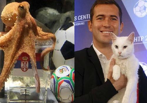 世界杯预测超准?德国章鱼保罗为什么能预测世界杯 世界杯预测超准?德国章鱼保罗为什么能预测世界杯