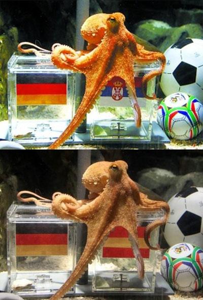 世界杯预测超准?德国章鱼保罗为什么能预测世界杯 世界杯预测超准?德国章鱼保罗为什么能预测世界杯