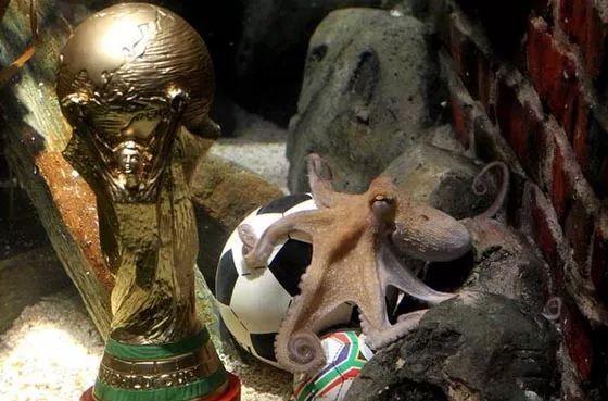 盒子的世界杯?德国章鱼保罗为什么能预测世界杯 盒子的世界杯?德国章鱼保罗为什么能预测世界杯