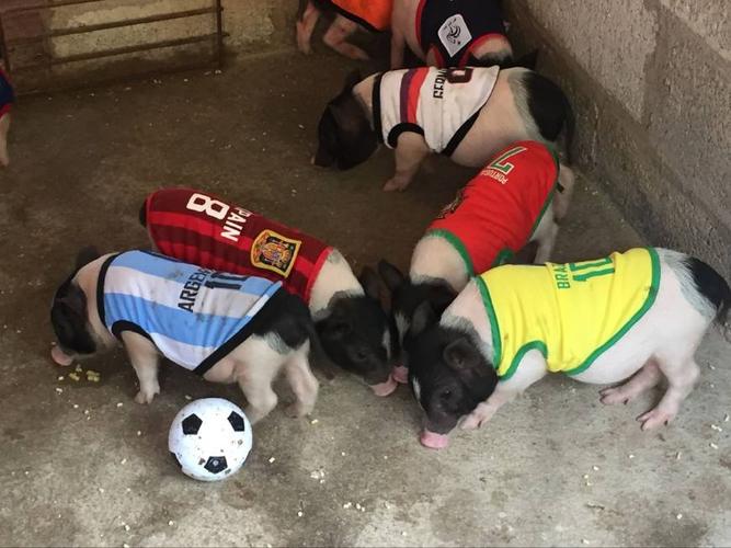 世界杯 猪，小猪为什么没参加2022世界杯
